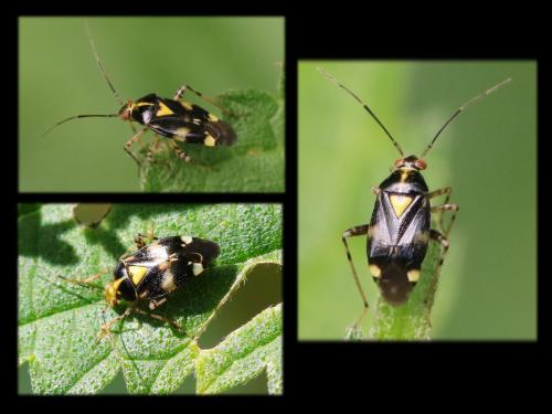 Réf. 354 614 : Liocoris tripustulatus